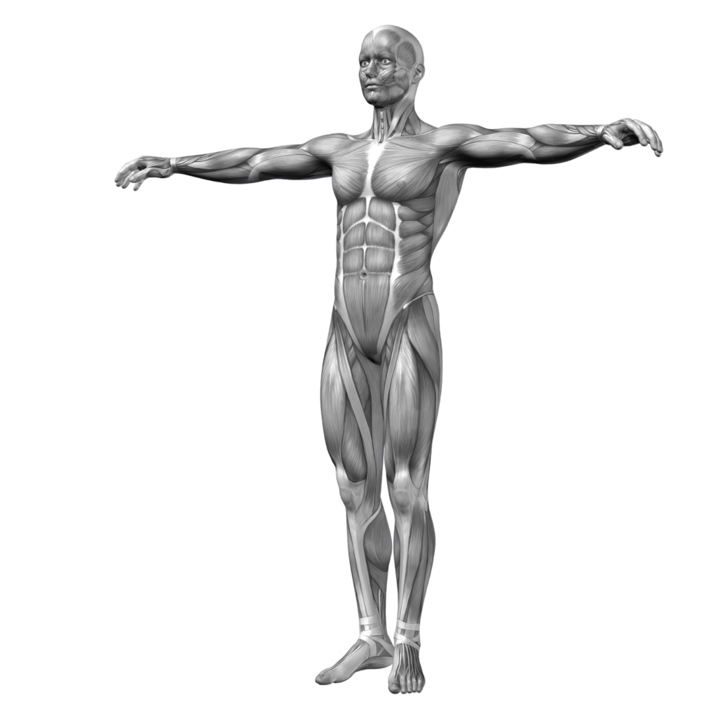 human body diagram brentwood